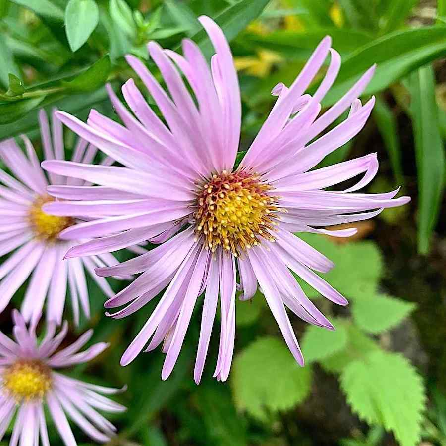 Aster Composition