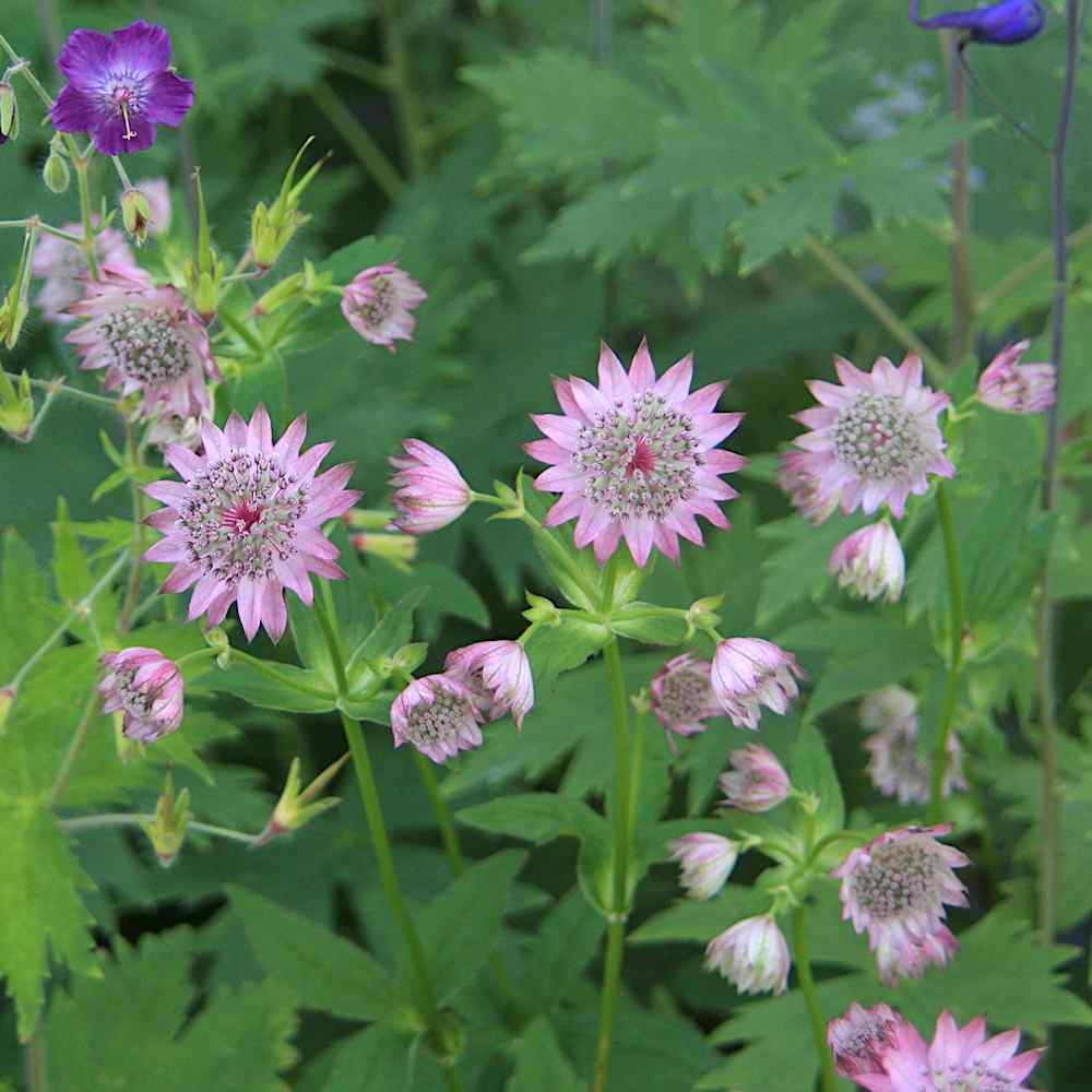 Astrantia major Roma