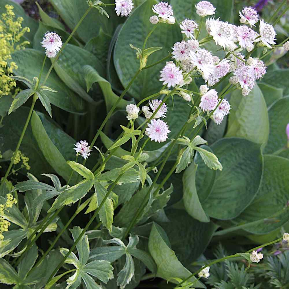 Astrantia major Sunningdale Variegated