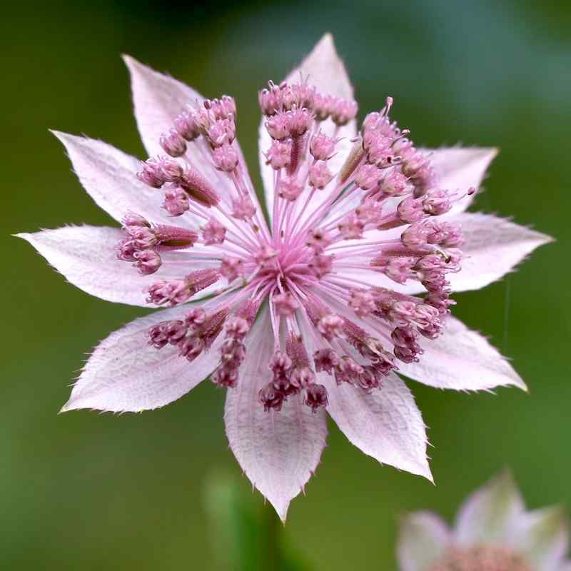 Astrantia maxima