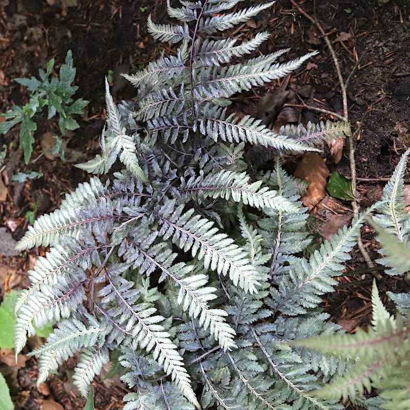 Athyrium niponicum var pictum ‘Metalicum’ – Orientburkne
