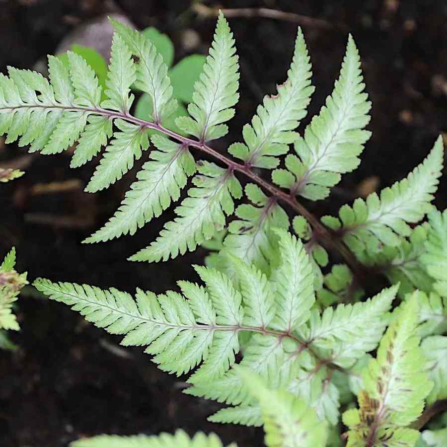 Athyrium niponicum ‘Pictum’ – Orientburkne