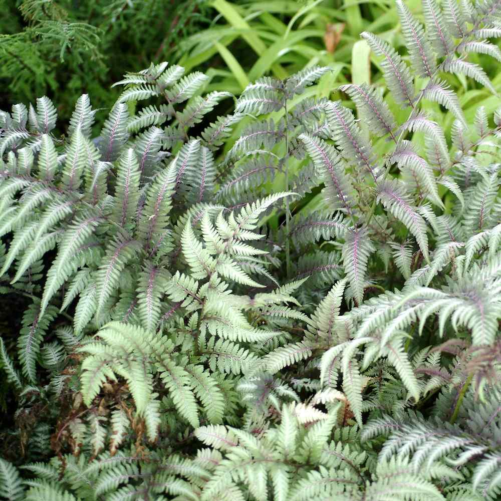 Athyrium niponicum ‘Ursula Red’ – Orientburkne