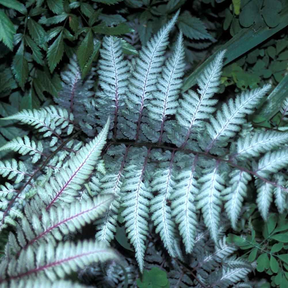 Athyrium Ursula Red