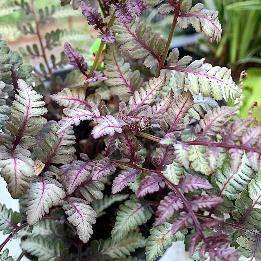 Athyrium niponicum var pictum ‘Burgundy Lace’ – Orientburkne