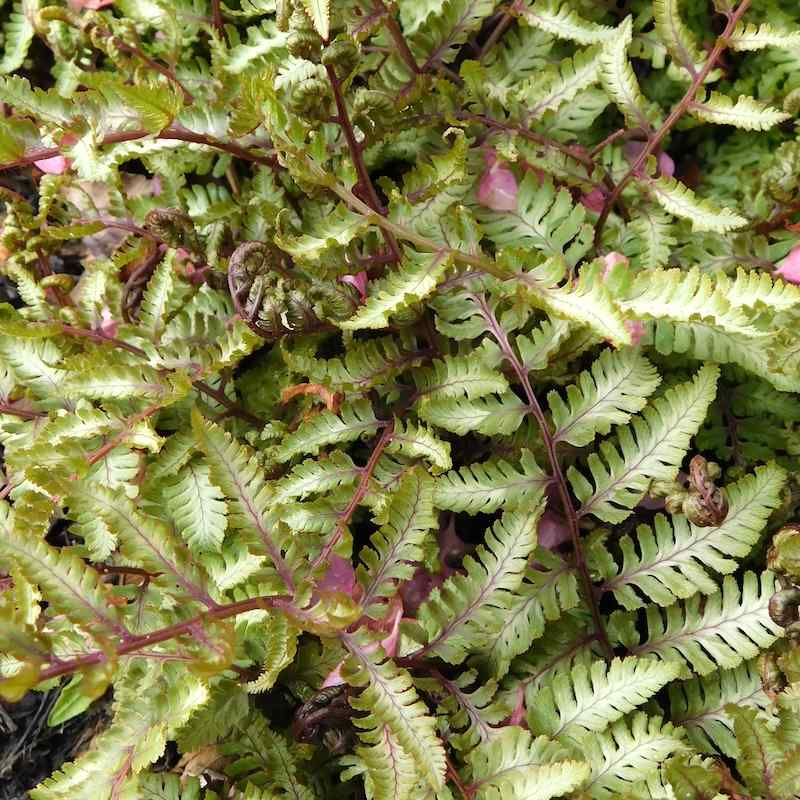Athyrium niponicum pictum ‘Silver Falls’ – Orientburkne