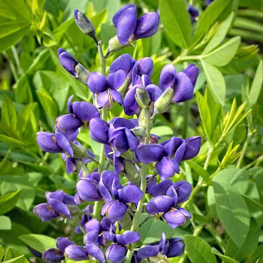 Baptisia ‘Blueberry Sundae’ – Fargeskolm