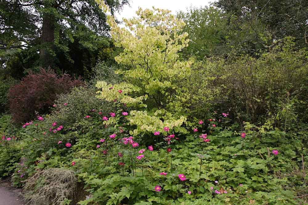 Bath Botanical Garden