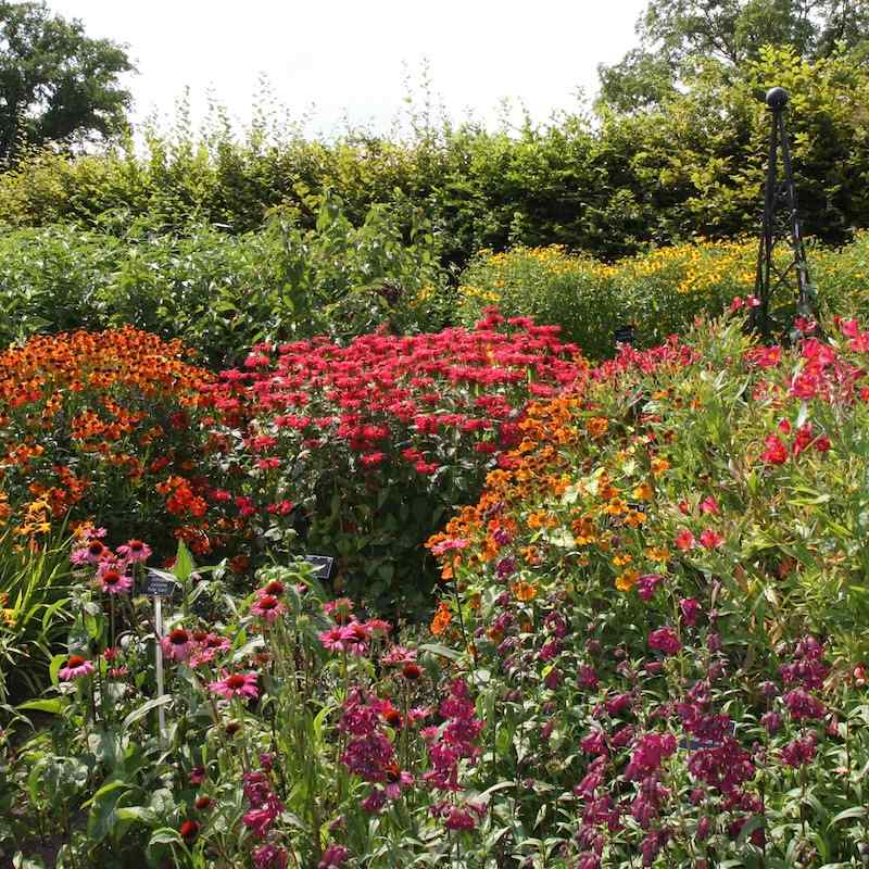 40 høstblomstrende stauder