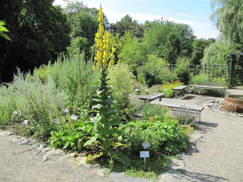 Botanisk hage Oslo