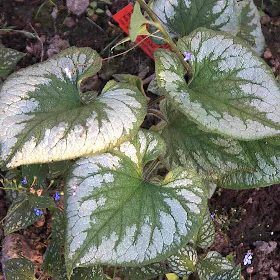Brunnera macrophylla ‘Emerald Mist’ – Forglemmegeisøster