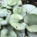 Brunnera macrophylla Looking Glass