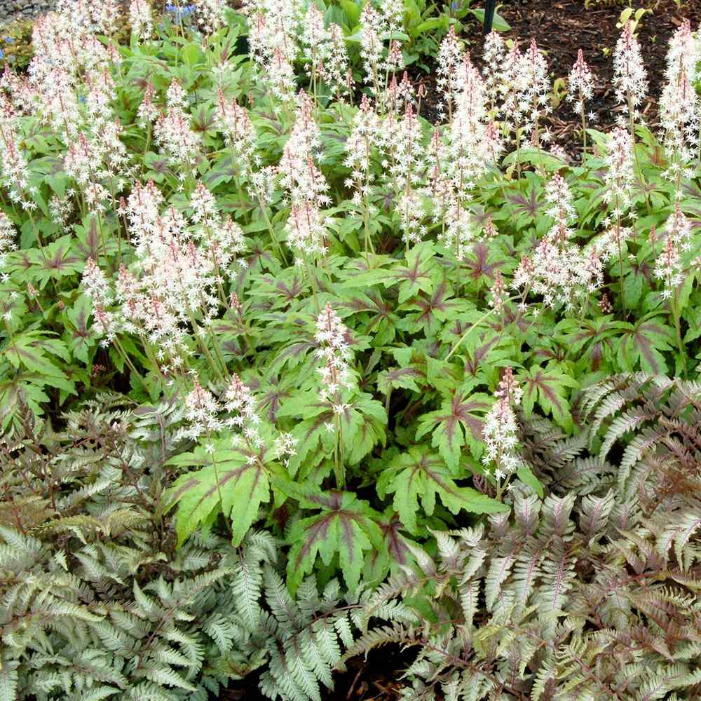 Bunndekker Tiarella Sugar and Spice