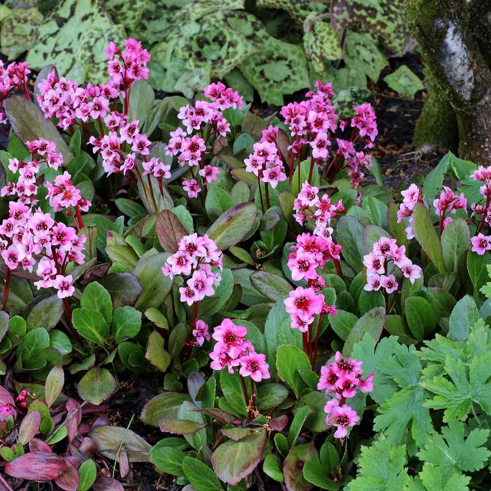 Bunndekker Bergenia Flirt