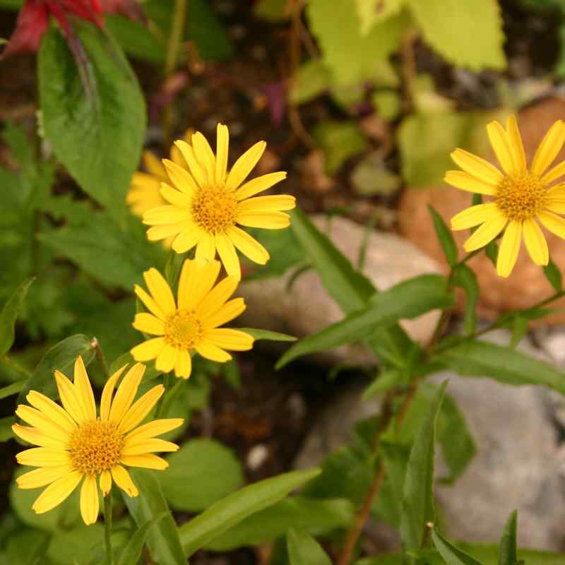 Buphthalmum salicifolium – Pillysøye