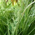 Calamagrostis acutiflora ‘Overdam’