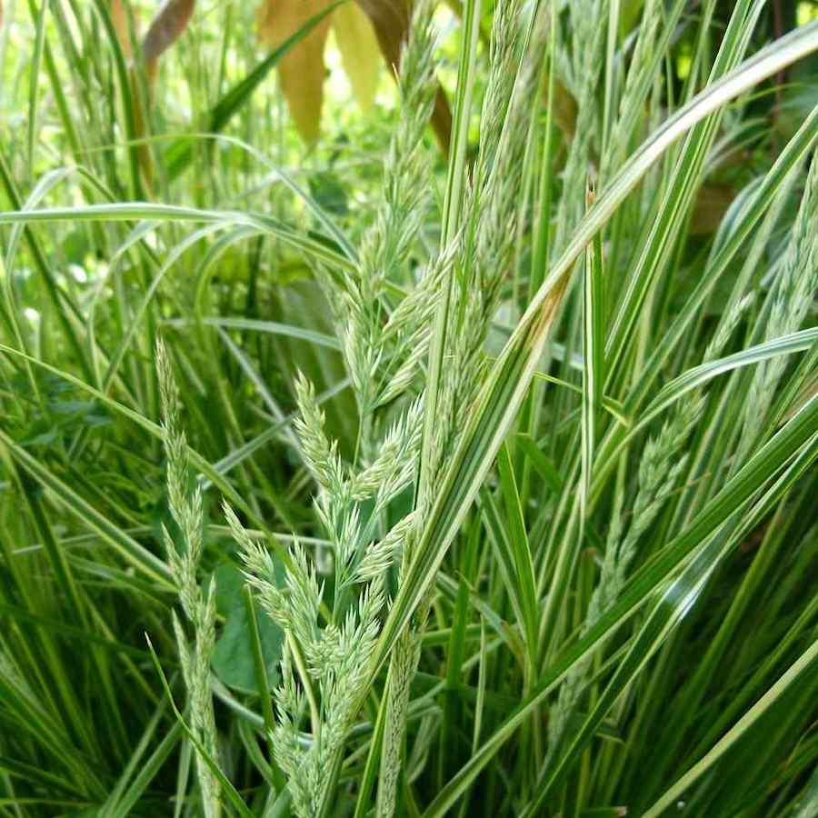 Calamagrostis acutiflora ‘Overdam’ – Hagerøyrkvein