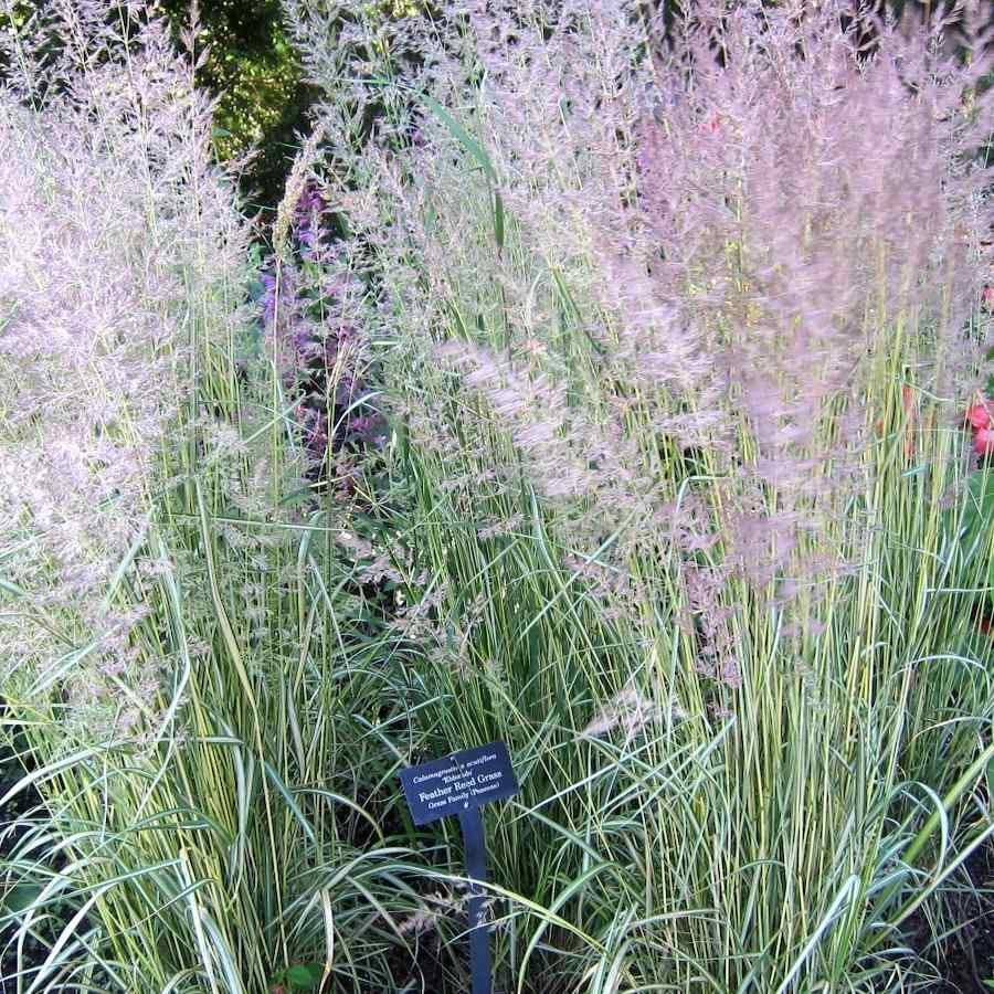 Calamagrostis acutiflora ‘Eldorado’ – Hagerøyrkvein