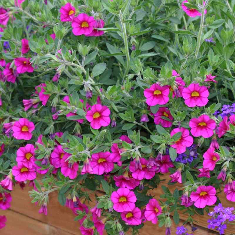 Calibrachoa