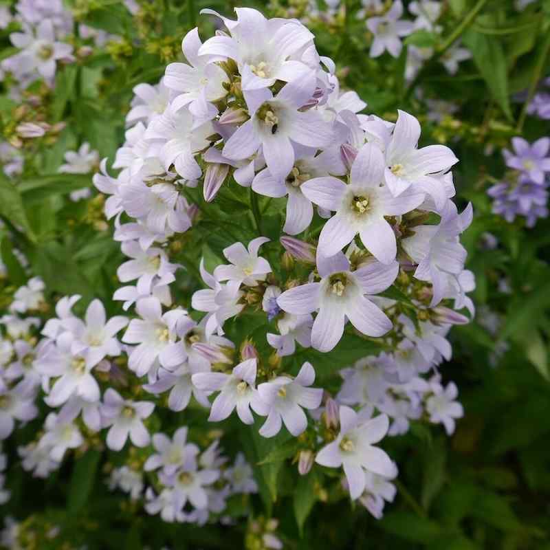Campanula lactiflora ‘Loddon Anna’ – Melkeklokke