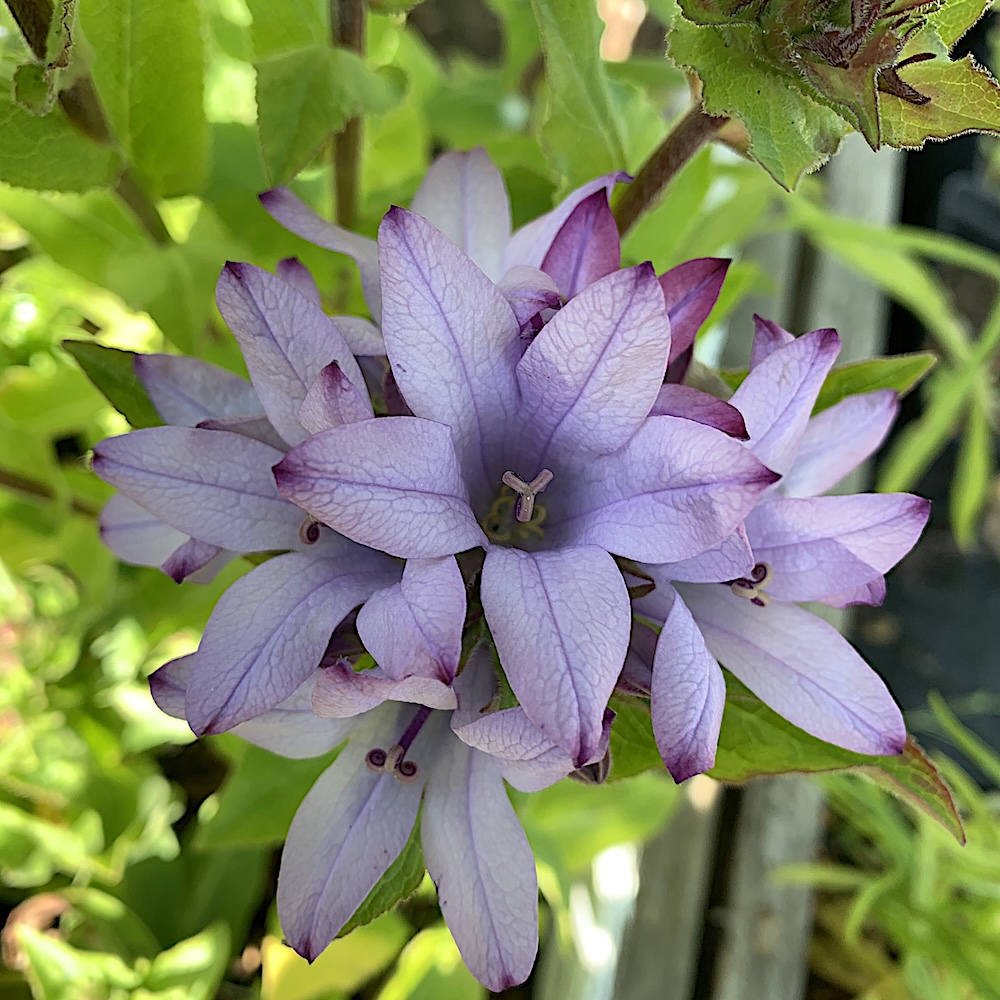 Campanula glomerata 'Caroline' - Toppklokke