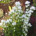 Campanula glomerata alba