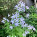 Campanula lactifolia Prichards Variety