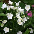 Campanula persicifolia alba