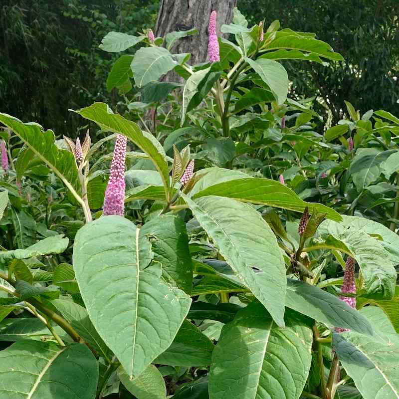 Phytolacca clavigera – Purpurkermesbær