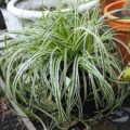 Carex 'Feather Falls'