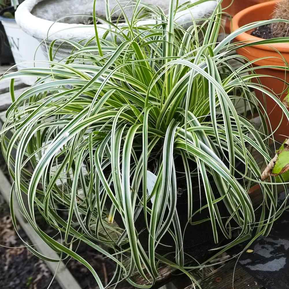 Carex 'Feather Falls'