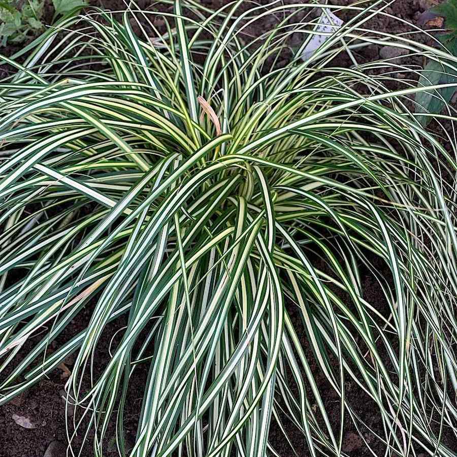 Carex oshimensis ‘Evergold’ – Japanstarr