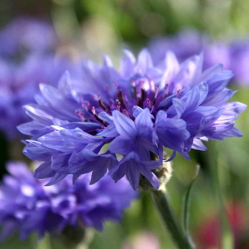 Centaurea cyanus