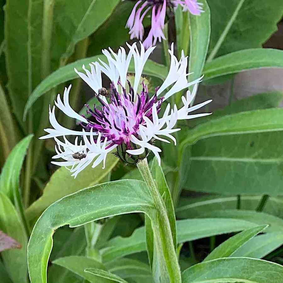 Centaurea montana Purple Heart