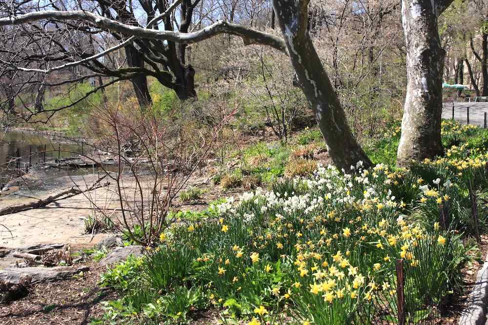 Central Park, New York