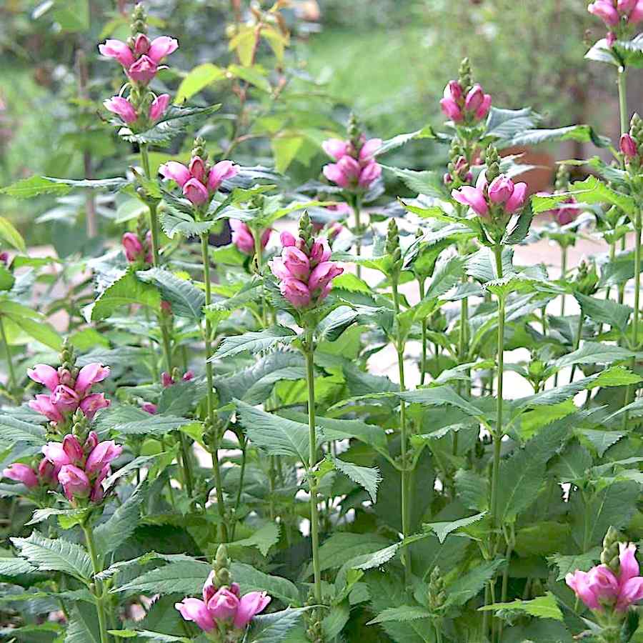 Chelone obliqua