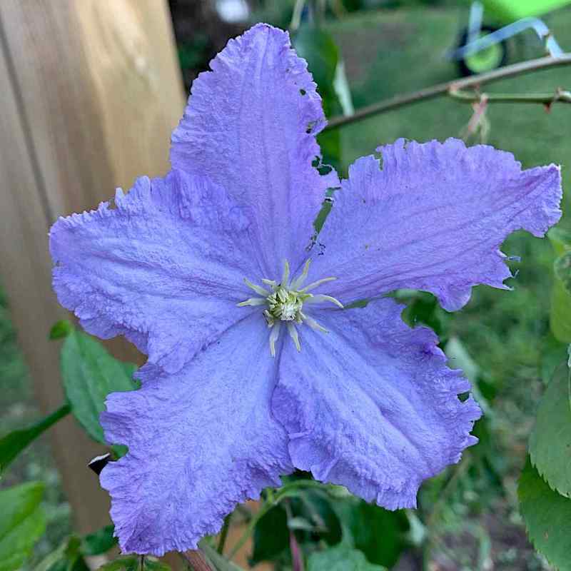 Clematis ‘Blue Angel’