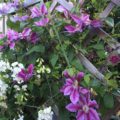 Clematis 'Dr Ruppel'