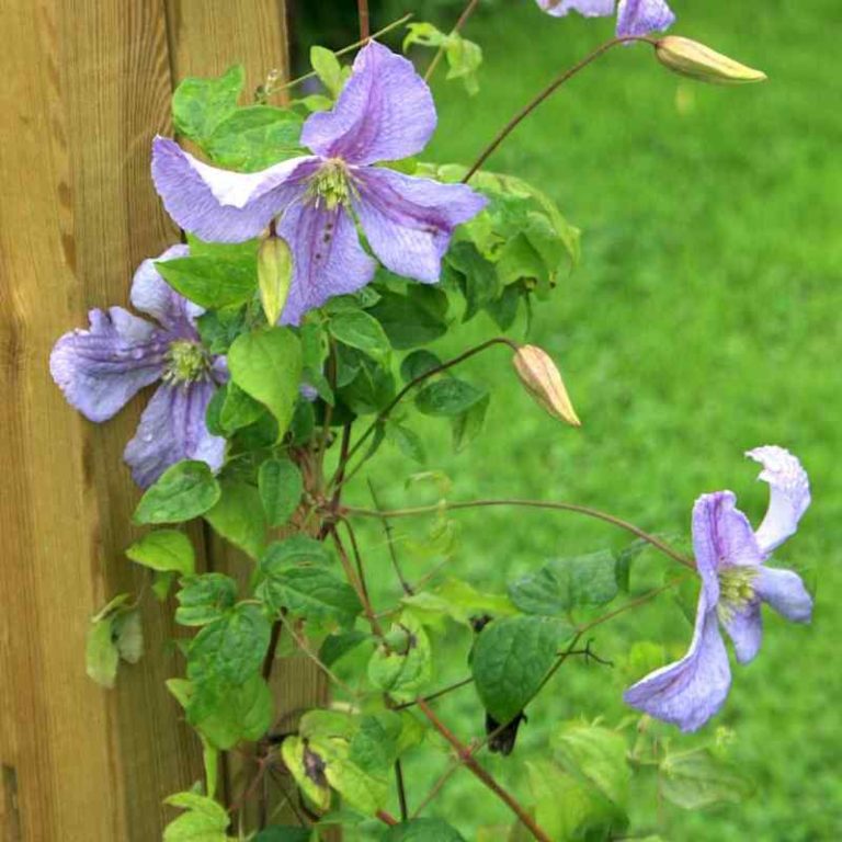 Clematis 'Emilia Plater'