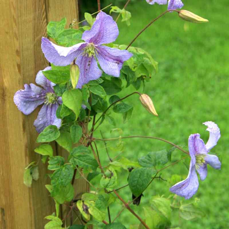 Clematis ‘Emilia Plater’