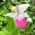 Cypripedium reginae