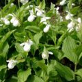 Cypripedium reginae alba