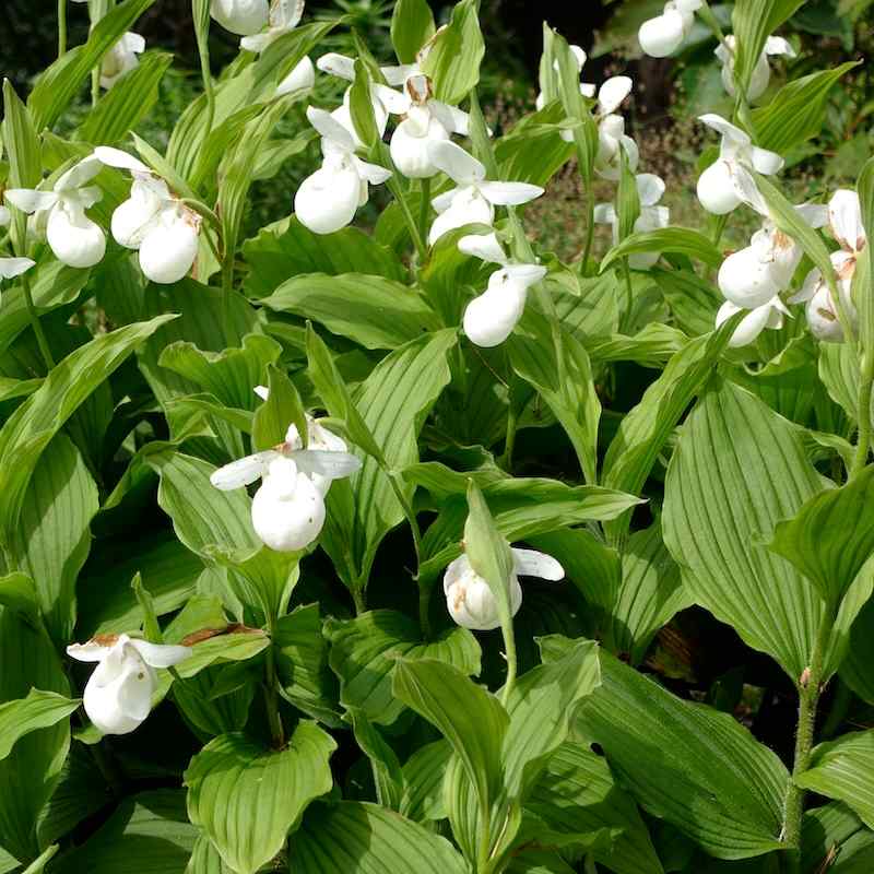 Cypripedium reginae alba – Dronningmarisko