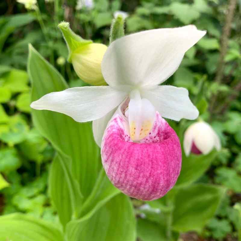 Cypripedium reginae