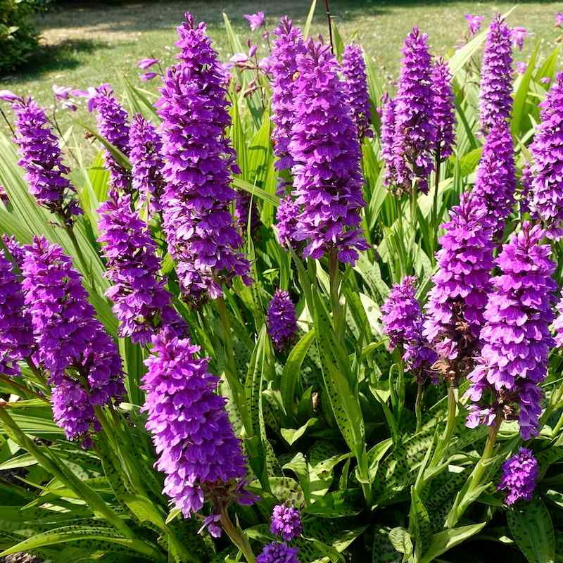 Dactylorhiza braunii