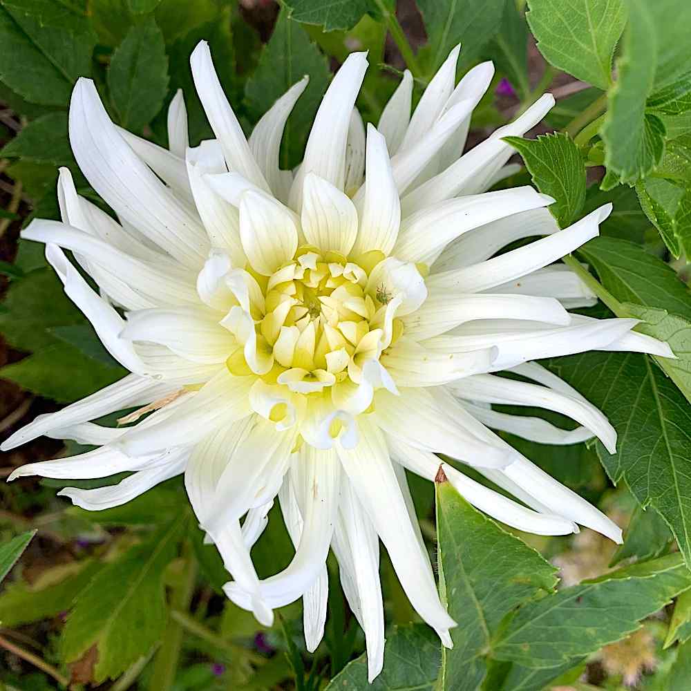 Dahlia 'Cactus White'