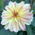 Dahlia 'Happy Butterfly'