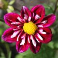 Dahlia 'Impression Fantastico'