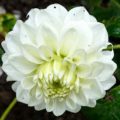 Dahlia 'Snowflake'