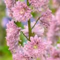 Delphinium Highlander Mystery Sensation